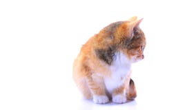 Gatitos Gatitos