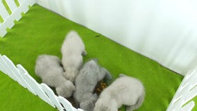 Gatitos británicos de Shorthair que comen en una manta verde almacen de metraje de vídeo Gatitos británicos de Shorthair que comen en una manta verde almacen de metraje de vídeo