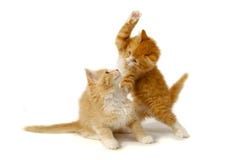 Gatitos de la lucha foto de archivo Gatitos de la lucha foto de archivo
