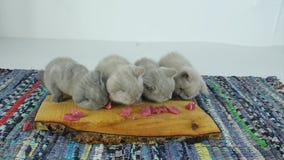 Gatitos que comen la carne cruda metrajes Gatitos que comen la carne cruda metrajes