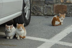 Gatitos sin hogar en el registro que parquea fotos de archivo libres de regalías Gatitos sin hogar en el registro que parquea fotos de archivo libres de regalías