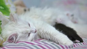 Gatitos y gato de la madre, mentira abrazando, recién nacido lindo, chupando el bobo los animales domésticos almacen de video Gatitos y gato de la madre, mentira abrazando, recién nacido lindo, chupando el bobo los animales domésticos almacen de video
