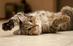 Gato Gato