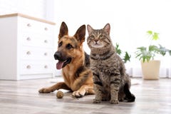 Gato adorável e cão que descansam junto em casa foto de stock Gato adorável e cão que descansam junto em casa foto de stock