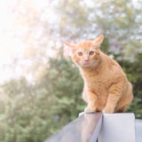 Gato anaranjado fotografía de archivo libre de regalías Gato anaranjado fotografía de archivo libre de regalías