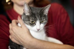 Gato assustado bonito nas mãos amáveis de um voluntário da menina que espera seu proprietário futuro Conceito da humanidade, bond imagem de stock Gato assustado bonito nas mãos amáveis de um voluntário da menina que espera seu proprietário futuro Conceito da humanidade, bond imagem de stock