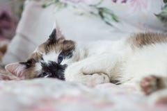 mancha oscura en ojo de gato