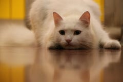 Gato blanco listo para coger el ratón fotografía de archivo Gato blanco listo para coger el ratón fotografía de archivo