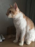 gato Blanco-rojo con el pelo ondulado-encrespado fotos de archivo gato Blanco-rojo con el pelo ondulado-encrespado fotos de archivo