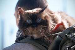 Gato bonito amedrontado do puro-sangue com olhos azuis maravilhosos imagem de stock Gato bonito amedrontado do puro-sangue com olhos azuis maravilhosos imagem de stock