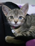 Gato foto de stock royalty free Gato foto de stock royalty free