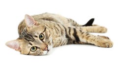 Gato bonito isolado no branco foto de stock Gato bonito isolado no branco foto de stock