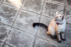 Gato bonito que senta-se em uma jarda imagens de stock Gato bonito que senta-se em uma jarda imagens de stock
