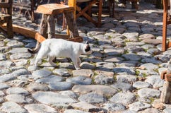 Gato branco grávido que anda na estrada cobbled imagem de stock Gato branco grávido que anda na estrada cobbled imagem de stock