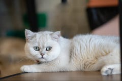 Gato branco que encontra-se no assoalho na sala foto de stock Gato branco que encontra-se no assoalho na sala foto de stock