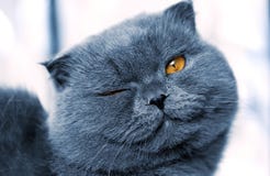 Gato británico imágenes de archivo libres de regalías Gato británico imágenes de archivo libres de regalías