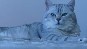 Gato británico de la chinchilla que mira alrededor almacen de video Gato británico de la chinchilla que mira alrededor almacen de video