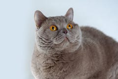 Gato británico lindo de Shorthair del retrato con los ojos anaranjados brillantes que mienten y que miran para arriba en el fondo imagenes de archivo Gato británico lindo de Shorthair del retrato con los ojos anaranjados brillantes que mienten y que miran para arriba en el fondo imagenes de archivo