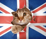 Gato británico que mira a través del agujero en el indicador de papel imagen de archivo libre de regalías Gato británico que mira a través del agujero en el indicador de papel imagen de archivo libre de regalías
