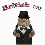 Gato britânico em um terno 2 foto de stock Gato britânico em um terno 2 foto de stock