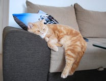 Gato britânico que dorme em casa imagem de stock Gato britânico que dorme em casa imagem de stock