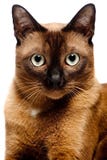Gato Burmese imagen de archivo Gato Burmese imagen de archivo