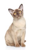 Gato Burmese imagen de archivo Gato Burmese imagen de archivo
