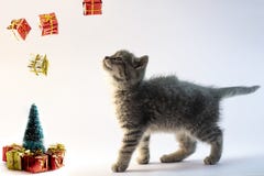 Gato cinzento bonito que olha aos presentes de queda do ar imagem de stock Gato cinzento bonito que olha aos presentes de queda do ar imagem de stock