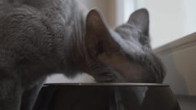 Gato cinzento que come o alimento de uma bacia video estoque Gato cinzento que come o alimento de uma bacia video estoque