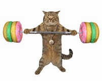 Gato com barbell da filhós imagens de stock Gato com barbell da filhós imagens de stock