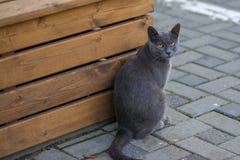 gato com os olhos amarelos que sentam-se em um pavimento que olha a câmera imagens de stock royalty free gato com os olhos amarelos que sentam-se em um pavimento que olha a câmera imagens de stock royalty free