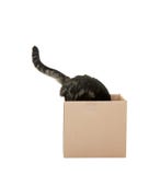 Gato curioso Imagem de Stock Gato curioso Imagem de Stock