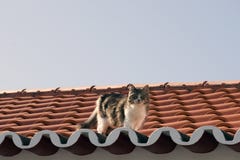 Gato curioso no telhado em Maia, Sao Miguel, Açores imagens de stock Gato curioso no telhado em Maia, Sao Miguel, Açores imagens de stock