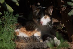 Gato da concha de tartaruga da chita que esconde do sol do meio-dia sob a vegetação do arbusto imagem de stock Gato da concha de tartaruga da chita que esconde do sol do meio-dia sob a vegetação do arbusto imagem de stock