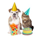 Gato da festa de anos e chapéus vestindo do cão fotos de stock royalty free Gato da festa de anos e chapéus vestindo do cão fotos de stock royalty free