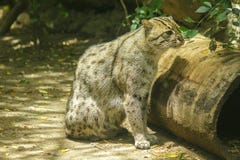 Gato da pesca que senta-se no assoalho fotografia de stock Gato da pesca que senta-se no assoalho fotografia de stock