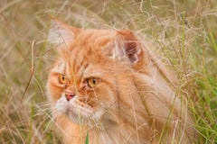 Gato da Pérsia imagens de stock Gato da Pérsia imagens de stock
