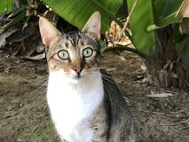 Gato de gato atigrado asustado con los ojos abiertos del gatito imagen de archivo libre de regalías Gato de gato atigrado asustado con los ojos abiertos del gatito imagen de archivo libre de regalías