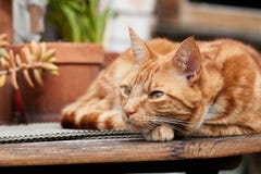 Gato de gato atigrado del jengibre rojo que descansa al aire libre sobre una tabla de madera fotos de archivo libres de regalías Gato de gato atigrado del jengibre rojo que descansa al aire libre sobre una tabla de madera fotos de archivo libres de regalías