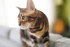 Gato de Bengala en una manta con los ojos verdes fotografía de archivo Gato de Bengala en una manta con los ojos verdes fotografía de archivo