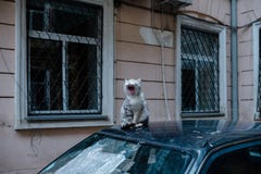 Gato de bostezo Gato descarado que se sienta en el coche foto de archivo libre de regalías Gato de bostezo Gato descarado que se sienta en el coche foto de archivo libre de regalías