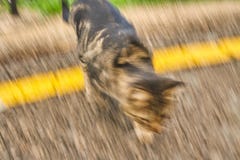 Gato de Brown no movimento que cria uma textura homogênea com o asfalto imagens de stock royalty free Gato de Brown no movimento que cria uma textura homogênea com o asfalto imagens de stock royalty free