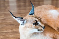 Gato de Caracal, vaquinha isolado de 8 meses no fundo, espaço da cópia fotos de stock Gato de Caracal, vaquinha isolado de 8 meses no fundo, espaço da cópia fotos de stock