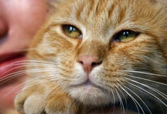 Gato de família Gato de família