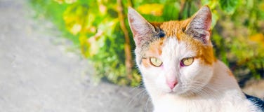 Gato de grandes ojos encantador que goza del sol Retrato de un gato que mira derecho en la cámara imagen de archivo libre de regalías Gato de grandes ojos encantador que goza del sol Retrato de un gato que mira derecho en la cámara imagen de archivo libre de regalías