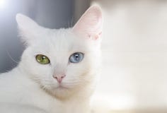 Gato de pedigrí blanco como la nieve hermoso con diversos ojos multicolores asombrosos en un día soleado Fotografía de archivo libre de regalías Gato de pedigrí blanco como la nieve hermoso con diversos ojos multicolores asombrosos en un día soleado Fotografía de archivo libre de regalías