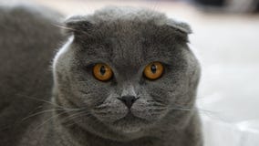 Gato del doblez del escocés fotografía de archivo libre de regalías Gato del doblez del escocés fotografía de archivo libre de regalías