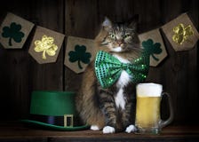 Gato do dia do ` s de St Patrick com cerveja Fotos de Stock Royalty Free Gato do dia do ` s de St Patrick com cerveja Fotos de Stock Royalty Free