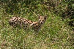 Gato do Serval imagem de stock Gato do Serval imagem de stock