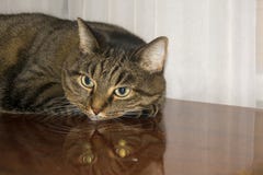 Gato doméstico listrado cinzento imagens de stock Gato doméstico listrado cinzento imagens de stock